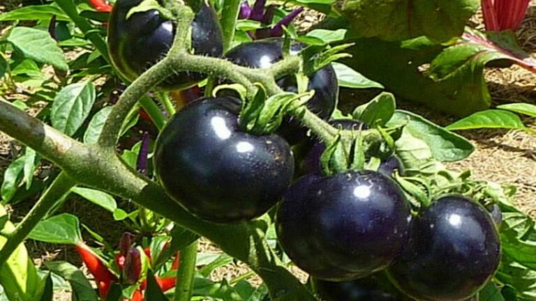 Black Tomato Farming: काले टमाटर की खेती बना रही मालामाल, कैंसर-शुगर की है 'संजीवनी बूटी'