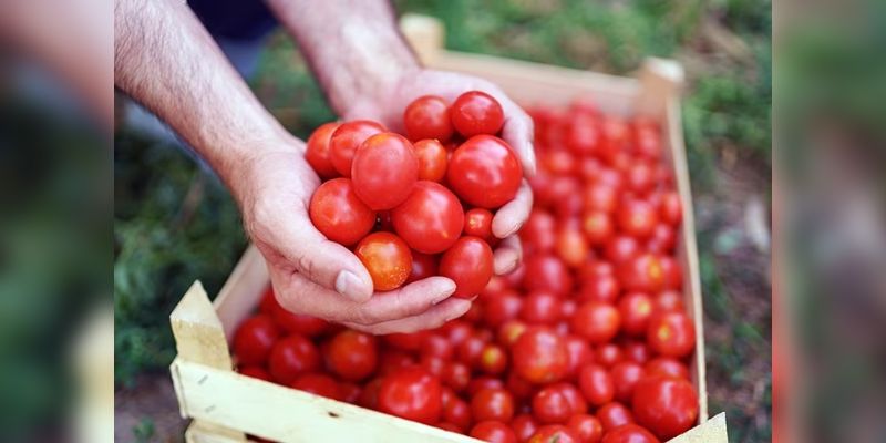 Tomato Price