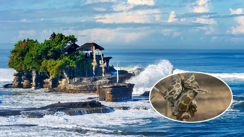 Tanah Lot Bali: समुद्र के बीचों-बीच बना है ये यह रहस्यमयी मंदिर, 600 साल से सर्प कर रहे सुरक्षा